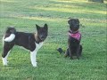 ****READ THIS*****This is my 5 month old akita Porscha! As she gets older i will put more videos of her on here!! So Check back soon!! And thanks for leaving comments!! :) Also on this video is my other dog Mercedes! Hope you enjoyed my video and leave me some comments and rate my video and tell me how  i did!! THANKS :)STAR of the show: 