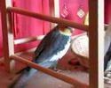 Dooby\