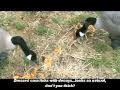 Corn Kernels Surrounded By Decoys