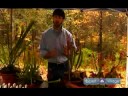 How to Grow Sarracenia : Growing Carnivorous Pitcher Plants