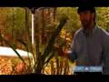 How to Grow Sarracenia : Growing Carnivorous Pitcher Plants