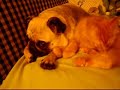 Cat takes care of Pug Cat takes care of Pug