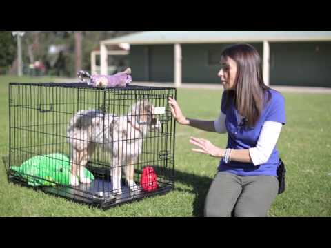 how to properly crate train a puppy