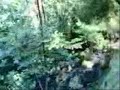 Walking in the Forest