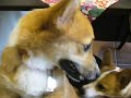 Goro@Welsh corgi 20070802 Pembroke Welsh Corgi
