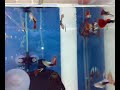Guppy-Tuxedo