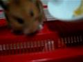 MikiSan rejects Durian