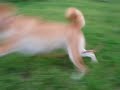 柴犬『ムサシ』と豆柴『あ�...