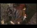 Dave Salmoni, Showreel Small Dave Salmoni, Showreel Small