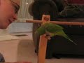 Quaker Parrot Kirby does flips!