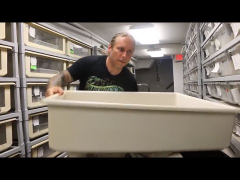 YouTube reptile video