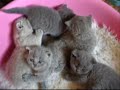 Gracies Litter from Suntrek BSH Cats Gracies Litter from Suntrek BSH Cats