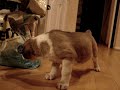 Ovcharkas pups@6weeks