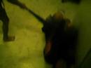 When Little Girls ATTACK!!!