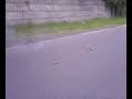 Bird Burnout