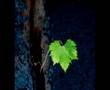 2. Виноградная косточка (Грузинская) - The grapevine seed