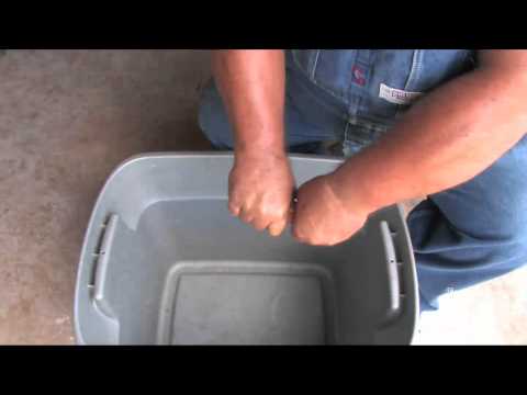 how to collect sweet corn seeds
