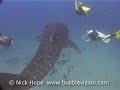 Diving with a Whaleshark