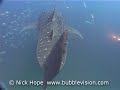 Whale Shark Whale Shark
