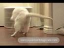 Pipi the cat chases Snowball the kitten Pipi the cat chases Snowball the kitten