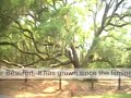 The actual tree used in the scnes with Jenny &amp; Forrest Gump