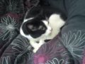 Moo Moo meets Maximus Grubbius