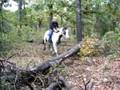 APHA Spooks 4-sale