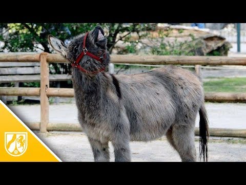 Krefeld: Dieser Esel im Zoo Krefeld ist ein echter Draufgnger