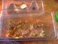 beardie food ,stuff lol