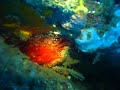 Electric Flame Scallop (Lima scabra) Electric Flame Scallop (Lima scabra)