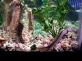 Violet Goby / Dragon Goby Swiming