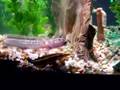 Violet Goby / Dragon Goby Swiming