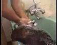 How to give a porcupine a bath