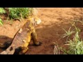 Galapagos Land Iguana