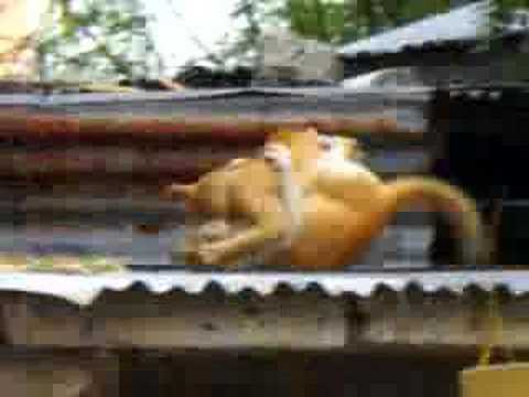 Insane Cats Fight On a Roof