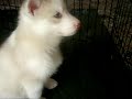 Our Husky puppies