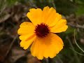 Texas flowers and plants Texas flowers and plants