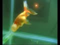 Goldfish bubble eyeSleeping beauty