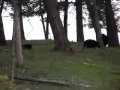 World Bites #9: Black Bears at Yellowstone