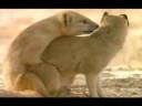 YouTube - Animals mating (funny music)