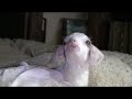 Talking-with-a-Baby-