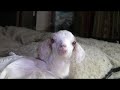 Talking-with-a-Baby-