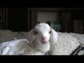 Talking-with-a-Baby-