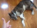 BANG BANG - Cool Dog Trick
