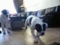 Bulldog Americano video