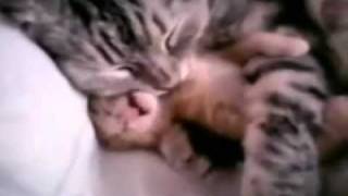 Anne kedi, uyurken rüyasında kabus gören yavrusuna sarılıyor, izlenme rekoru kıran video...