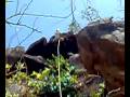videos de bala.mp4