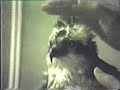 aguila pescadora
