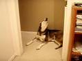 XANDER HOWLING