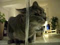 Le chat qui buvait au robinet